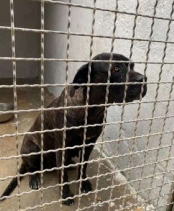 Corso depressa da 3anni in box h 24! PUGLIA Foto 3