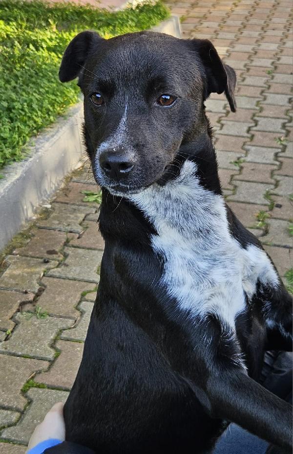 MICKY ASPETTA UNA MAMMA  Foto 3