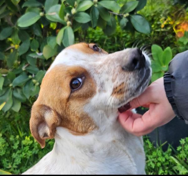 Miele Aspetta Una Mamma 