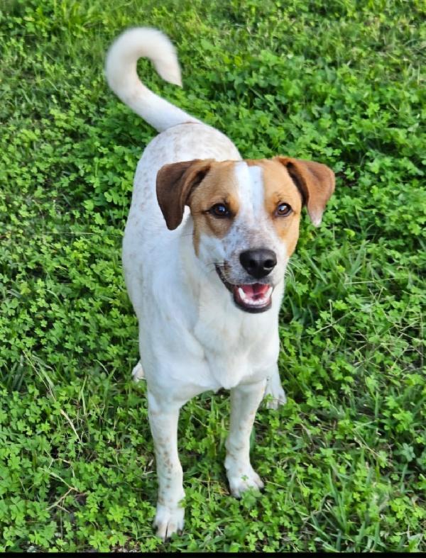 MIELE ASPETTA UNA MAMMA  Foto 2