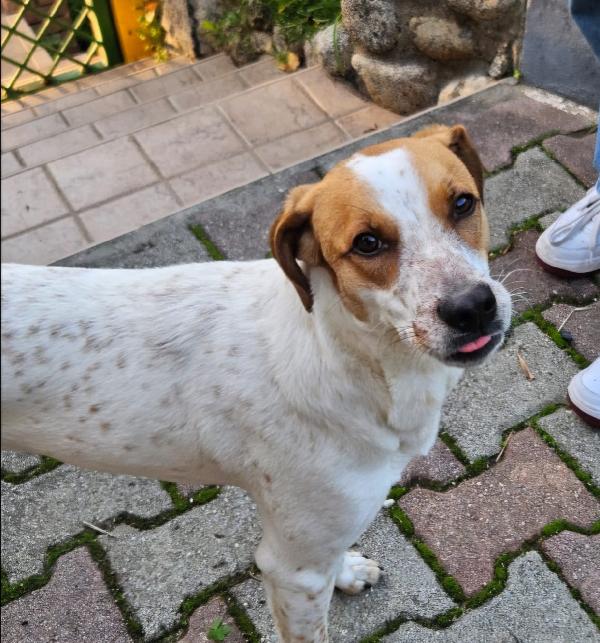 MIELE ASPETTA UNA MAMMA  Foto 3