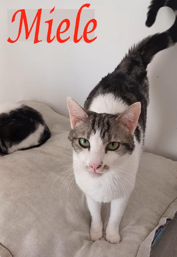 Miele, Adorabile Gatto Da Adottare!