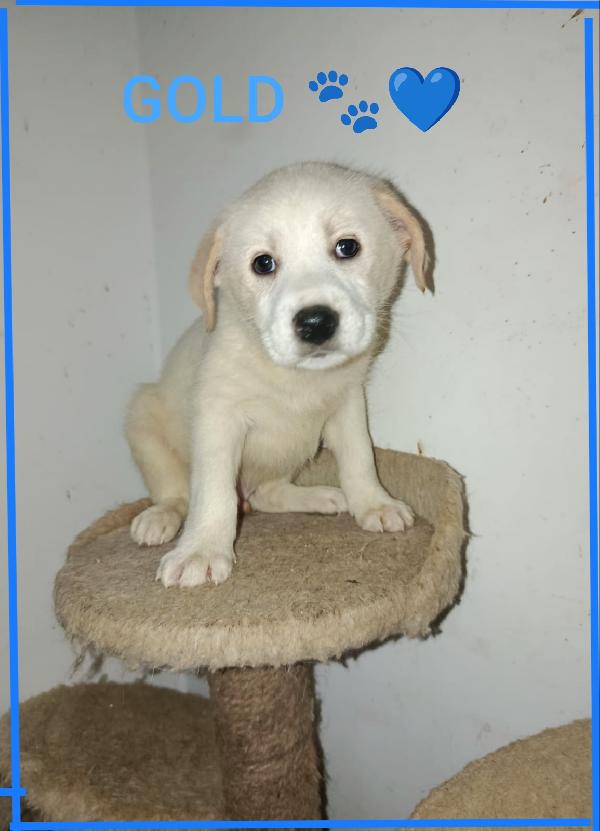 Gold Cucciolo Adorabile