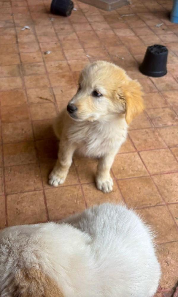 SHIVA cucciola di cane da pastore di due mesi ♥️ Foto 2