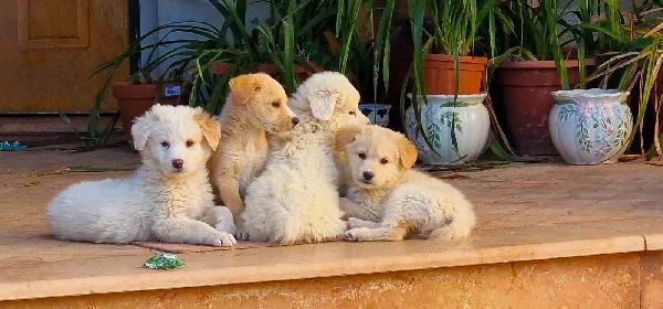 SHIVA cucciola di cane da pastore di due mesi ♥️ Foto 3