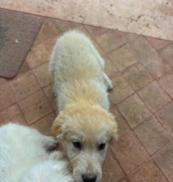 SHIVA cucciola di cane da pastore di due mesi ♥️ Foto 6