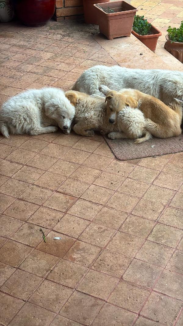 Shiva☄️🐕 Foto 2