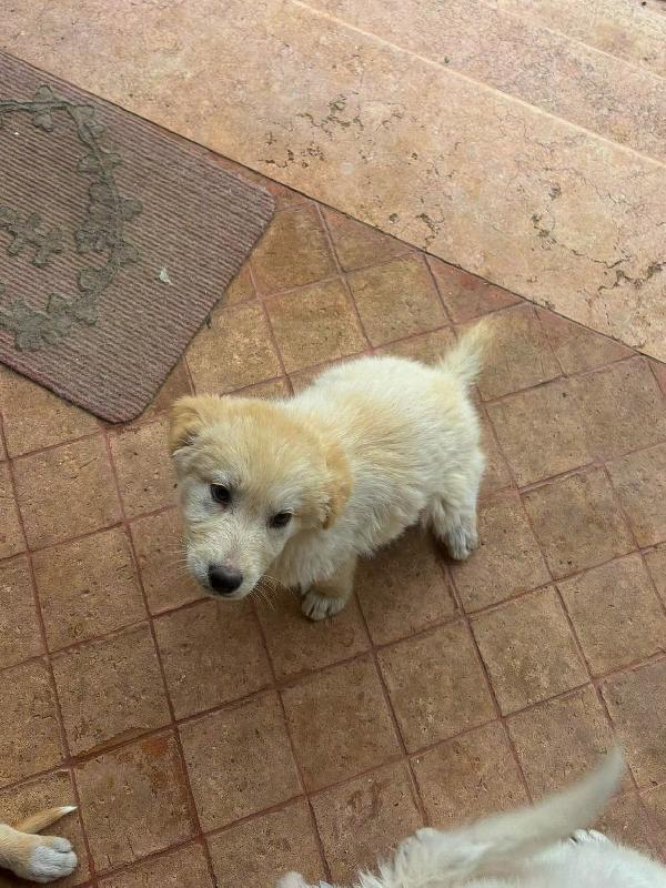 Shiva☄️🐕 Foto 5