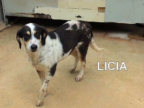 Licia Segugetta Tricolore