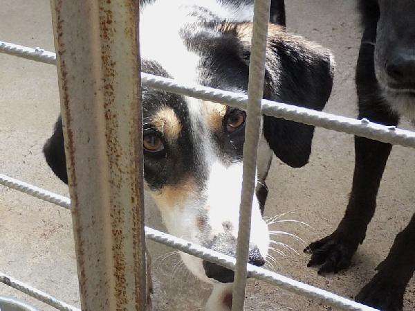 Licia segugetta tricolore Foto 2