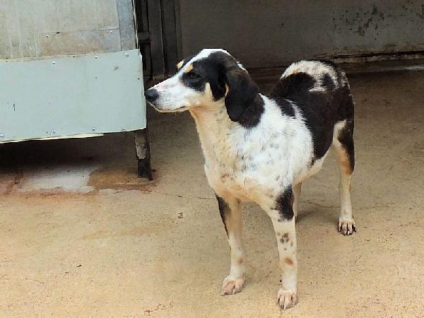 Licia segugetta tricolore Foto 4