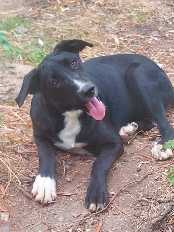 Cristy Splendida Cucciolotta Cerca Famiglia 