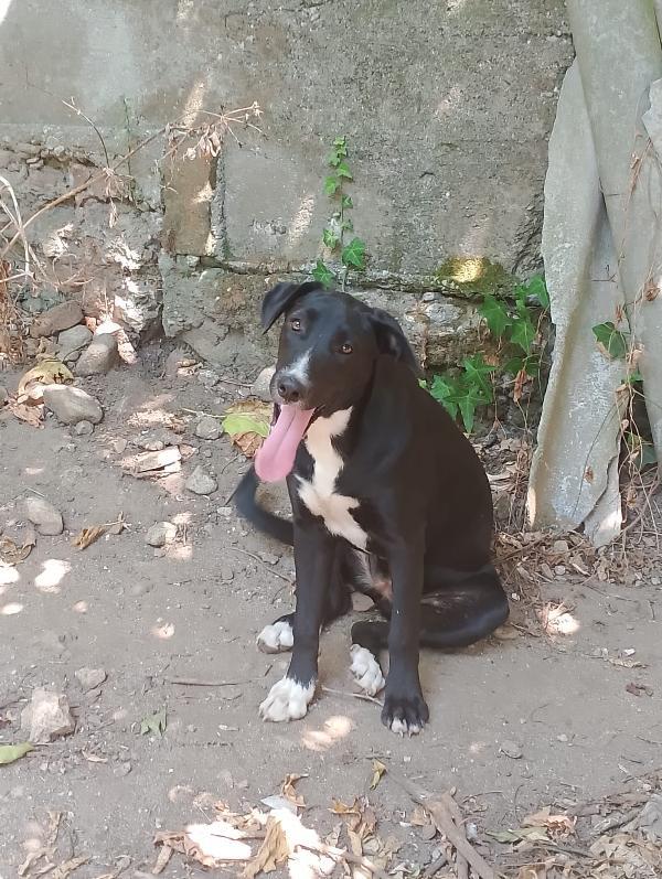 Cristy splendida cucciolotta cerca famiglia  Foto 2