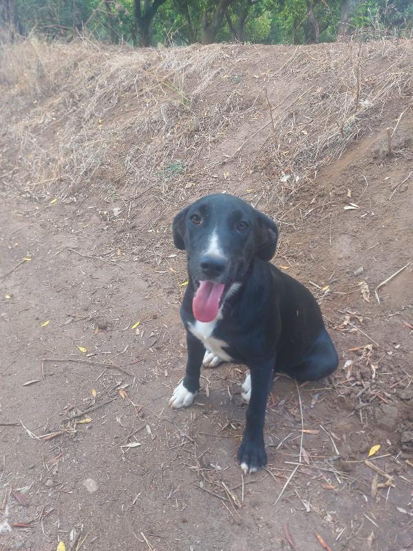 Cristy splendida cucciolotta cerca famiglia  Foto 3