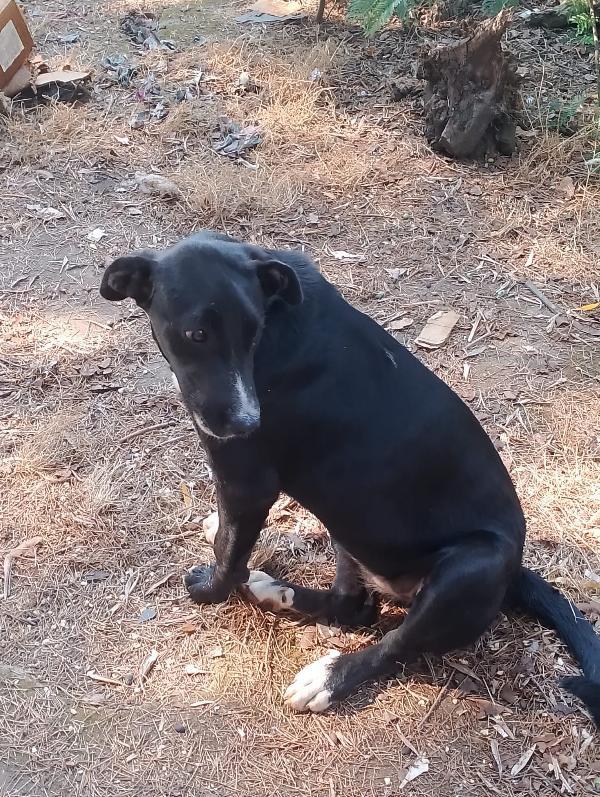 Cristy splendida cucciolotta cerca famiglia  Foto 5