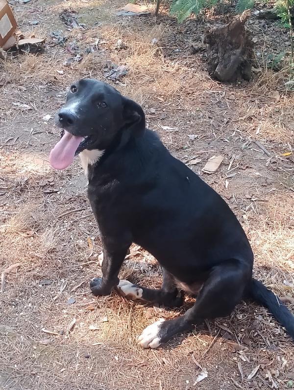 Cristy splendida cucciolotta cerca famiglia  Foto 4