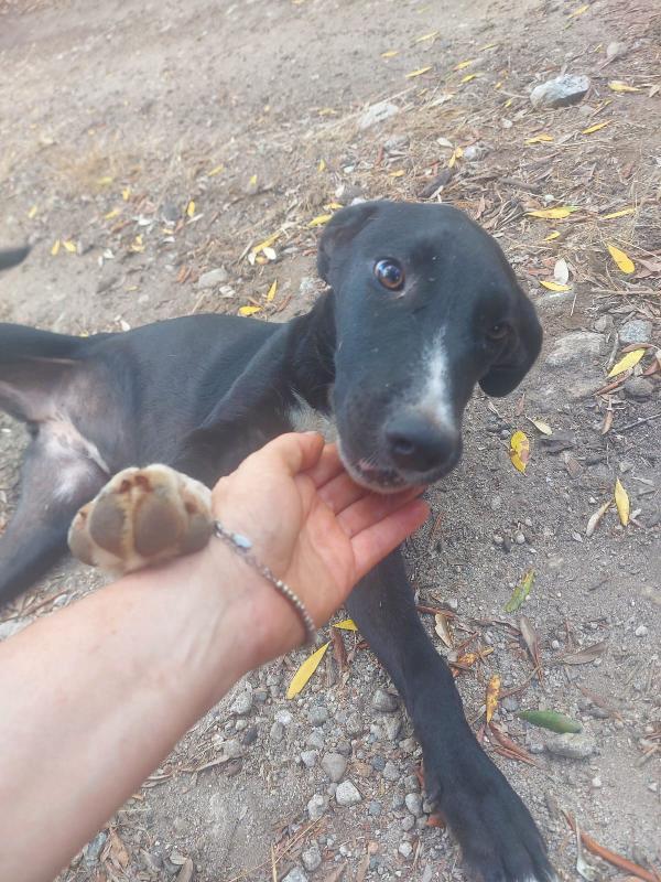 Cristy splendida cucciolotta cerca famiglia  Foto 6