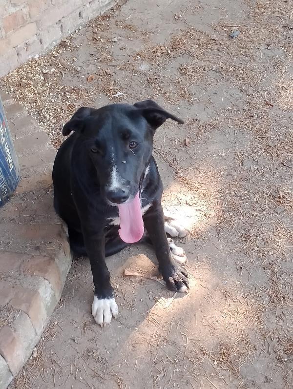 Cristy splendida cucciolotta cerca famiglia  Foto 7