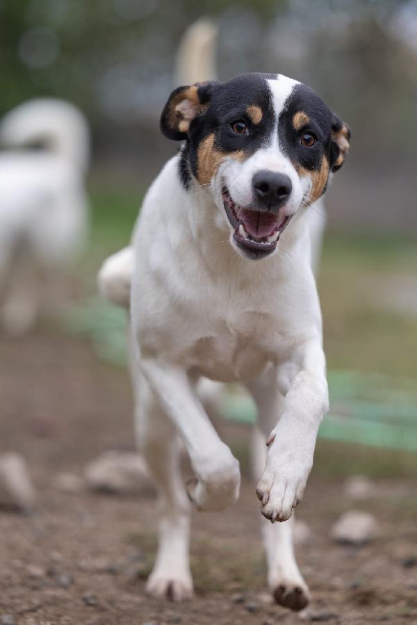 Giusy Splendida Dolce Cucciola Cerca Famiglia 
