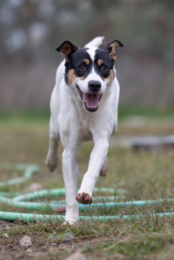 Giusy splendida dolce cucciola cerca famiglia  Foto 2