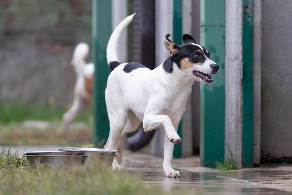 Giusy splendida dolce cucciola cerca famiglia  Foto 3