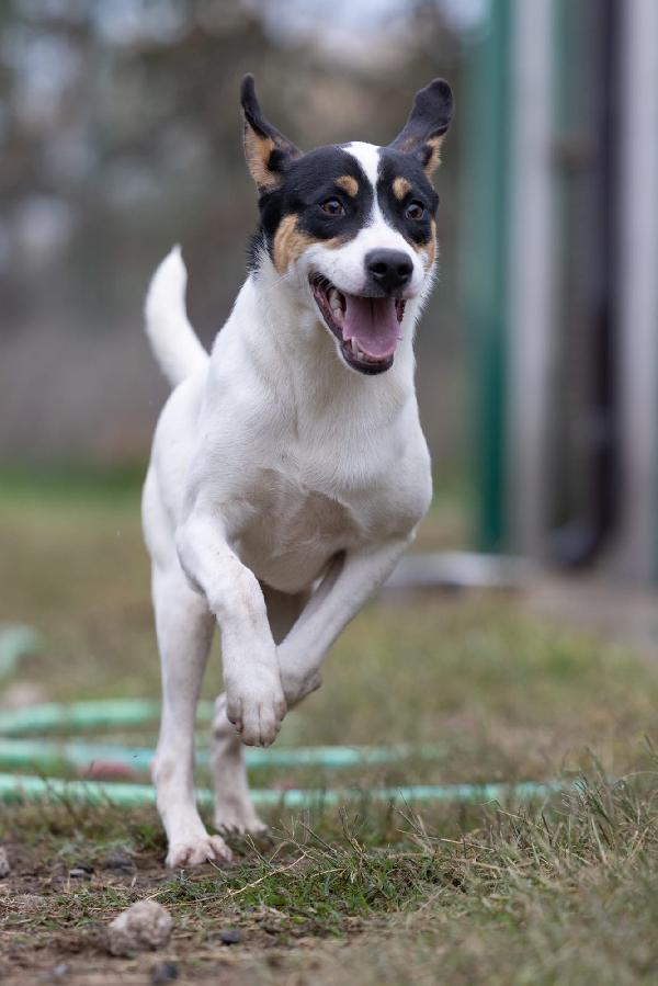 Giusy splendida dolce cucciola cerca famiglia  Foto 4