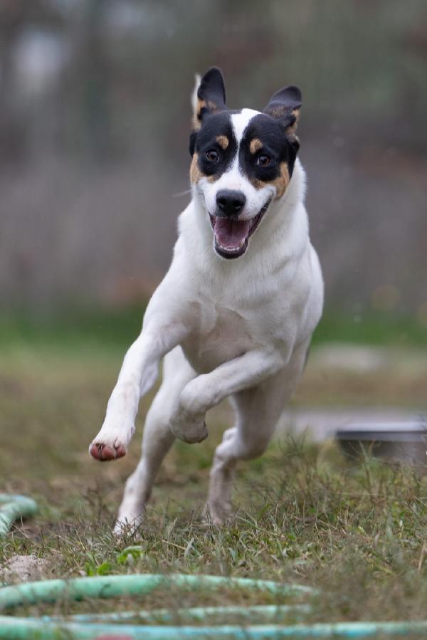 Giusy splendida dolce cucciola cerca famiglia  Foto 5