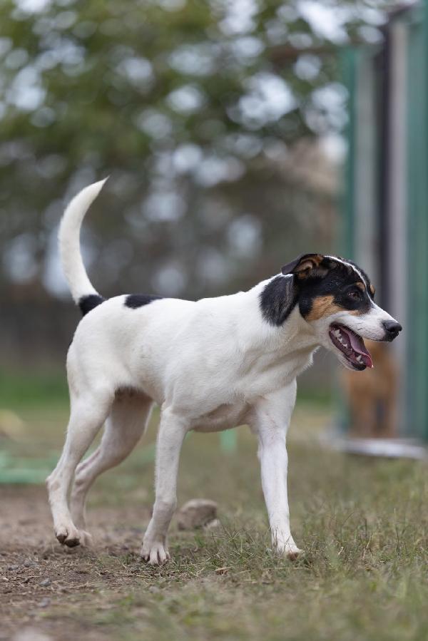 Giusy splendida dolce cucciola cerca famiglia  Foto 6