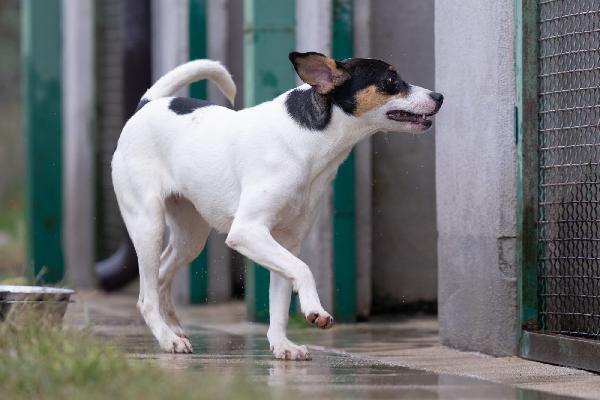 Giusy splendida dolce cucciola cerca famiglia  Foto 7