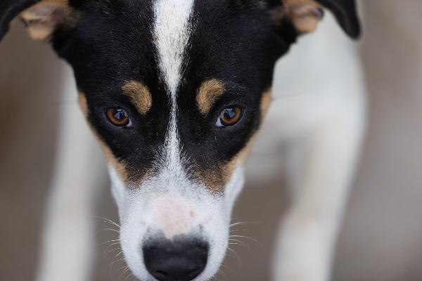 Giusy splendida dolce cucciola cerca famiglia  Foto 8