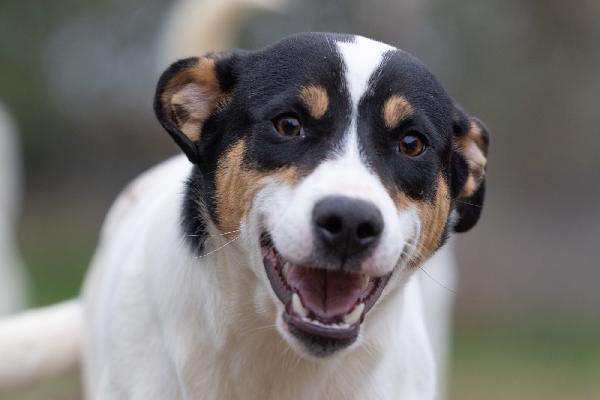 Giusy splendida dolce cucciola cerca famiglia  Foto 9