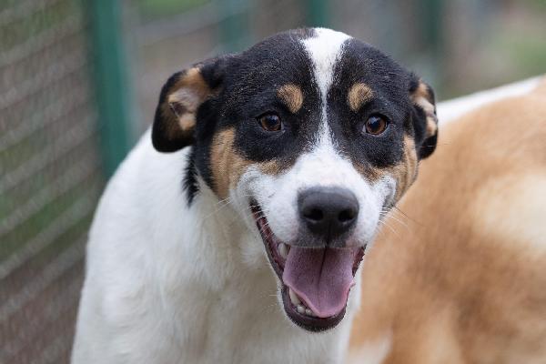Giusy splendida dolce cucciola cerca famiglia  Foto 10