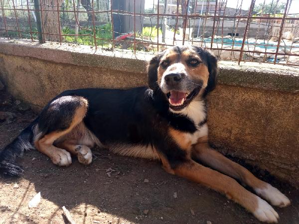 Gigio: 2 Anni, Socievole, Equilibrato