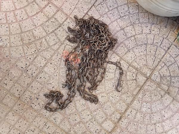 Gigio: 2 anni, socievole, equilibrato Foto 2