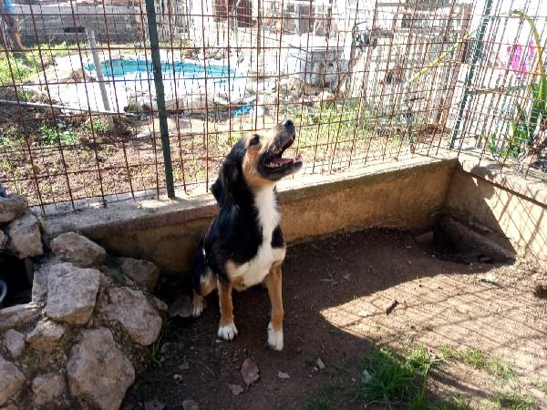 Gigio: 2 anni, socievole, equilibrato Foto 3