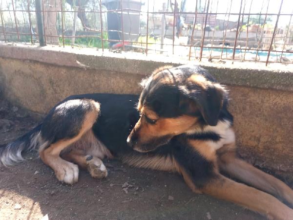 Gigio: 2 anni, socievole, equilibrato Foto 4