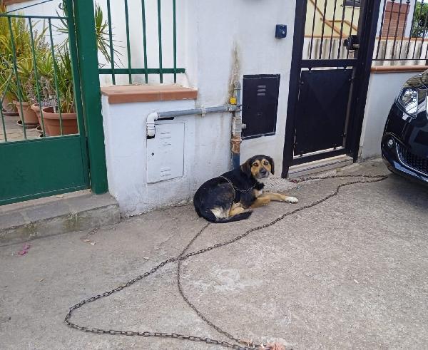 Gigio: 2 anni, socievole, equilibrato Foto 5