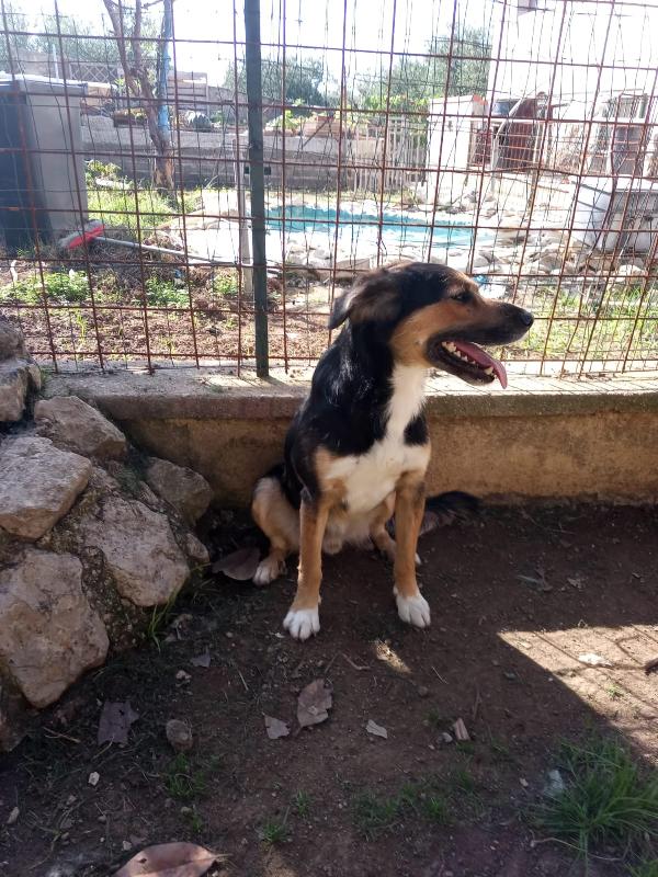 Gigio: 2 anni, socievole, equilibrato Foto 6