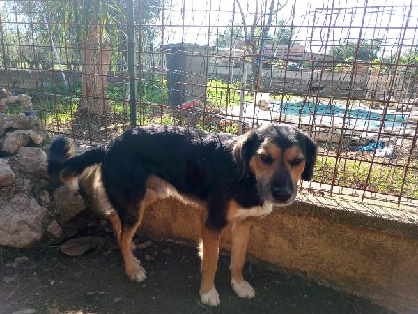 Gigio: 2 anni, socievole, equilibrato Foto 7