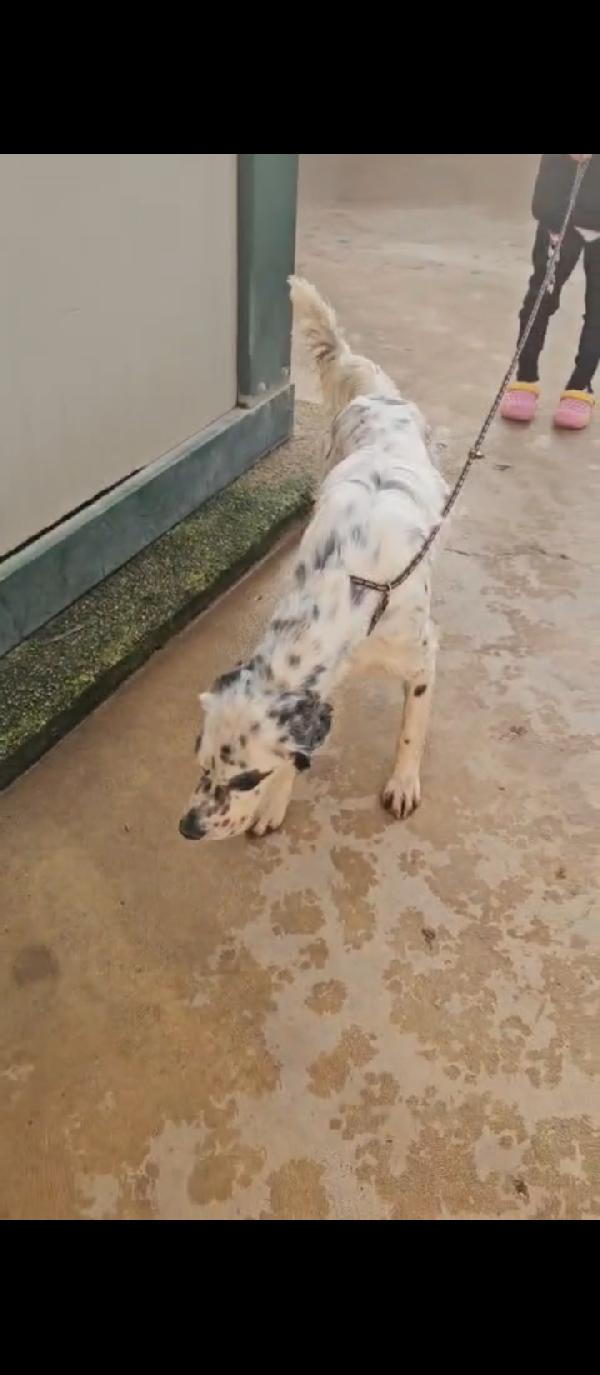 Zeus: giovane setter equilibrato socievole  Foto 2