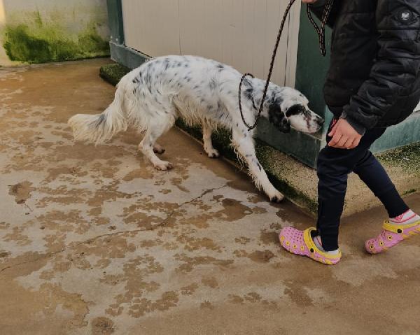 Zeus: giovane setter equilibrato socievole  Foto 4