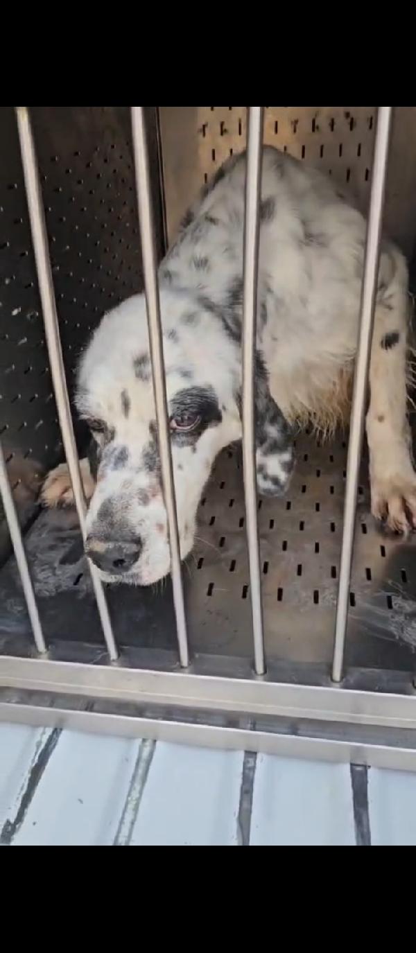 Zeus: giovane setter equilibrato socievole  Foto 5