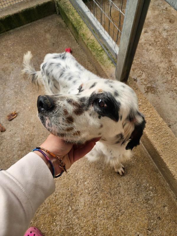 Zeus: giovane setter equilibrato socievole  Foto 7