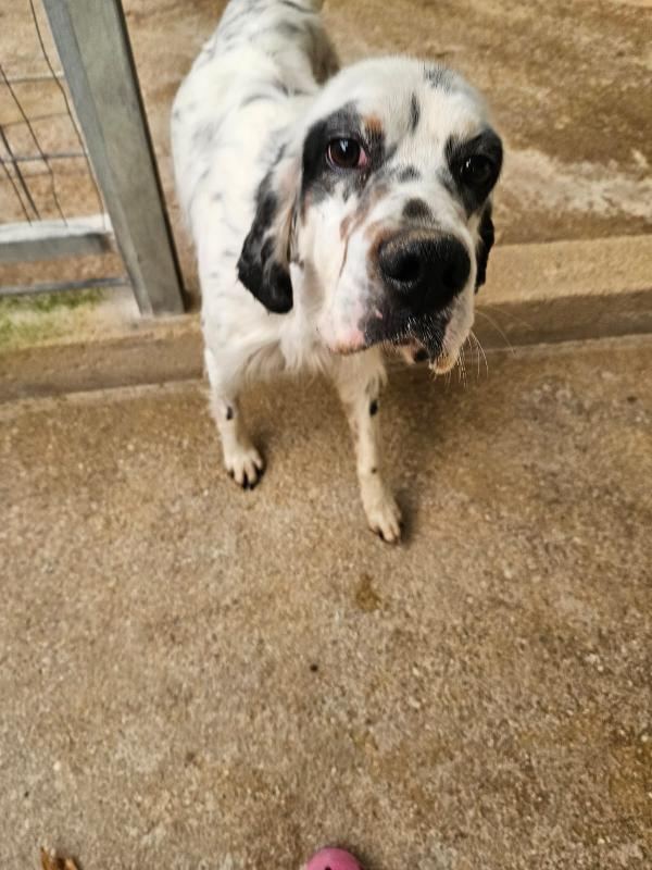 Zeus: giovane setter equilibrato socievole  Foto 9