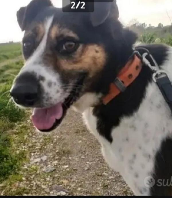 9Anni Era Libero..saliva Sui Treni..poi Il Canile 2Anni Fa