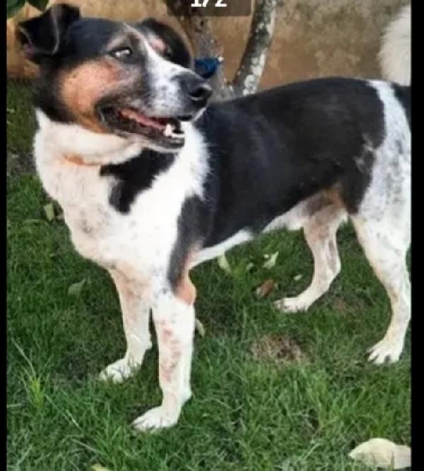 9anni era libero..saliva sui treni..poi il canile 2anni fa Foto 2