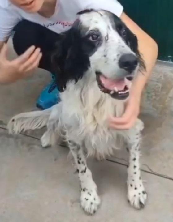 Setter 10anni IPOVEDENTE in canile da 1anno a Brescia  Foto 4