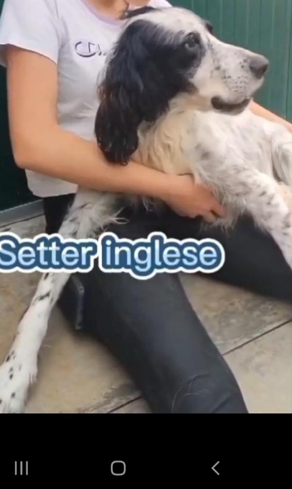 Setter 10anni IPOVEDENTE in canile da 1anno a Brescia  Foto 5