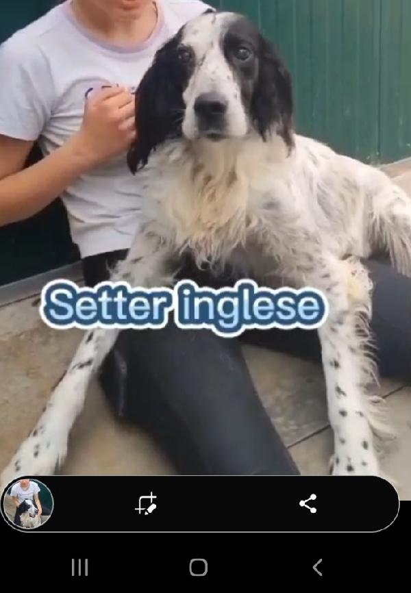 Setter 10anni IPOVEDENTE in canile da 1anno a Brescia  Foto 6