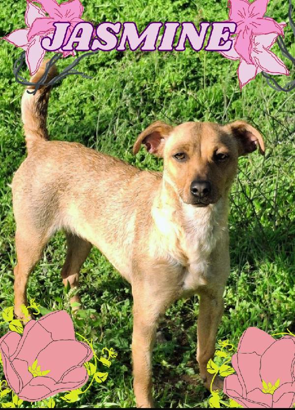 Jasmine ♥️